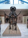 Kostra mamuta